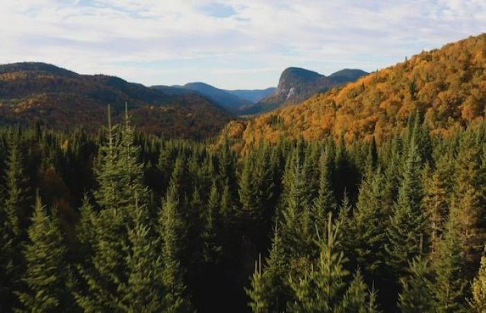 New forestry regime: Quebec’s secrecy and haste are disturbing