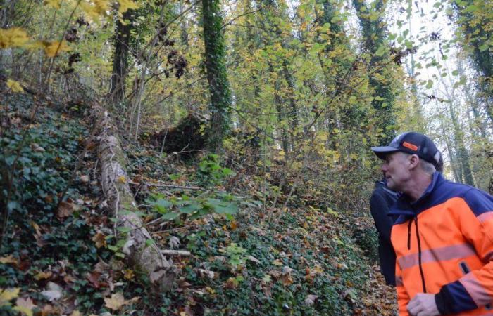 Tree felling at the foot of the Keep: it’s starting soon!