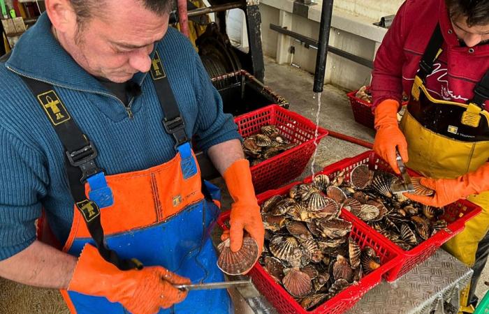 Is the scallop endangered in Vendée?