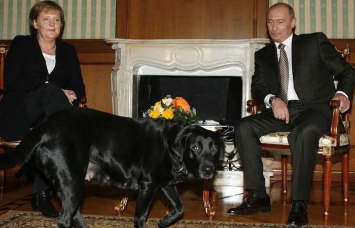 “Excuse me”, 17 years later, Putin says he regrets having terrorized Angela Merkel with a Labrador