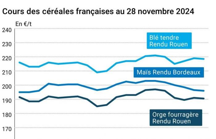 COTidienne | Cereals – Little change in cereal prices, due to the CBOT closure for Thanksgiving