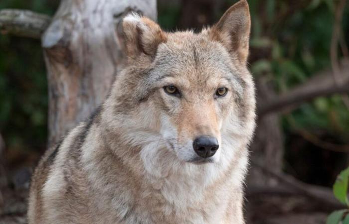 The EU wants to limit the protection of wolves. Why has the proliferation of the species become a problem?