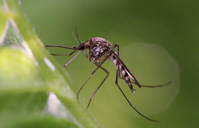 Malaria alert in Ethiopia: MSF sounds the alarm | APAnews