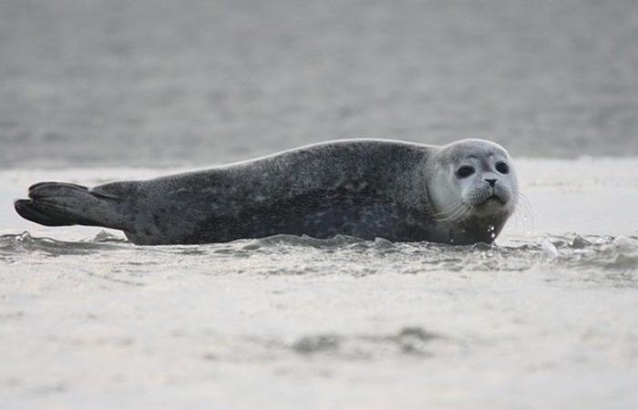 A seal found dead in the middle of a road, more than two kilometers from the beach