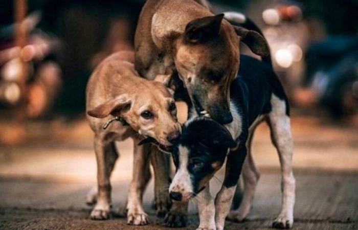 In Luxembourg: A teenager was attacked by stray dogs à la Kinnekswiss