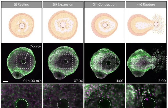 Watch the first video of ovulation filmed in real time ????