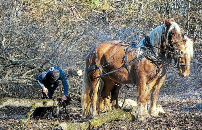 In the forests of Nièvre, horses sometimes replace machines