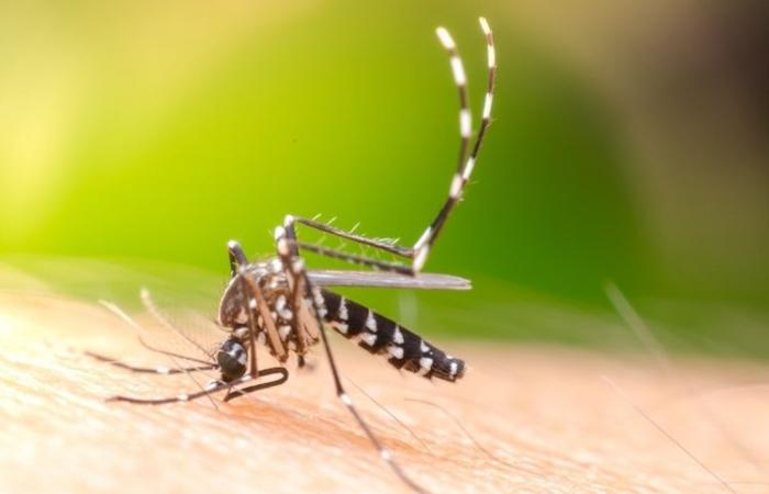 KU Leuven researchers discover how to stop dengue fever in mosquitoes