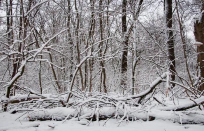 Meteorological winter begins on December 1: here are the characteristics of this season in France