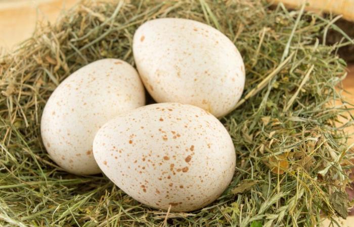 Why do humans very rarely eat turkey eggs?