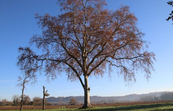 In Gironde, this 200-year-old plane tree can embrace an exceptional destiny