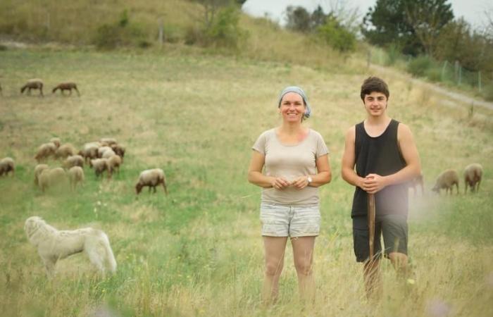 Solenn Guillaume and Yann Vetois, breeders of 240 ewes, 600 laying hens and 2,000 organic broilers in Fanjeaux in Piège (Aude) | “Our territory, La Piège, wins legal action against the State to be recognized as an ICHN zone”