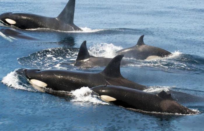 Orcas wear their hair with dead salmon and we hope to soon find out why