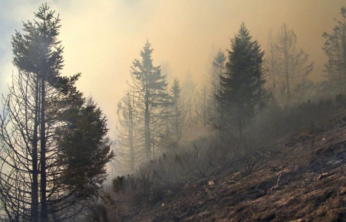 Forest fires are responsible for the deaths of 1.53 million people worldwide, with some countries particularly affected