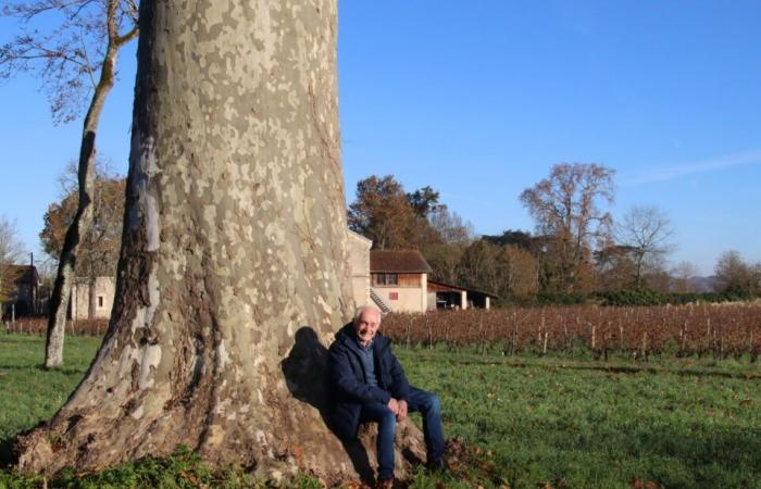 In Gironde, this 200-year-old plane tree can embrace an exceptional destiny