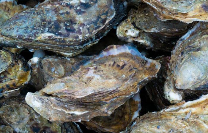 in La Baule, seafood shells are collected free of charge in recycling centers