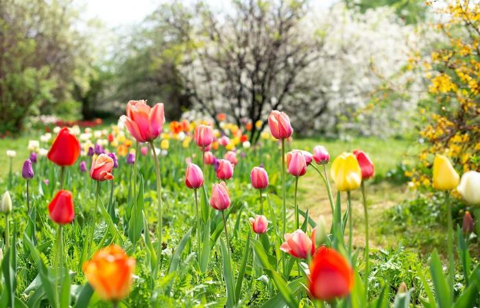 Plant your bulbs in the garden before it's too late!