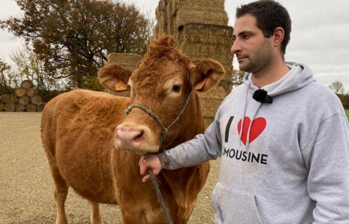 VIDEO – Oupette, a Limousin cow from Vienne will be the face of the 2025 Agricultural Show