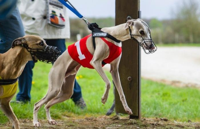 discover the last dog track in Vaucluse, a unique dog show