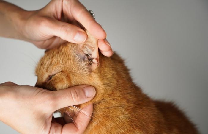 What treatment for ear mites?