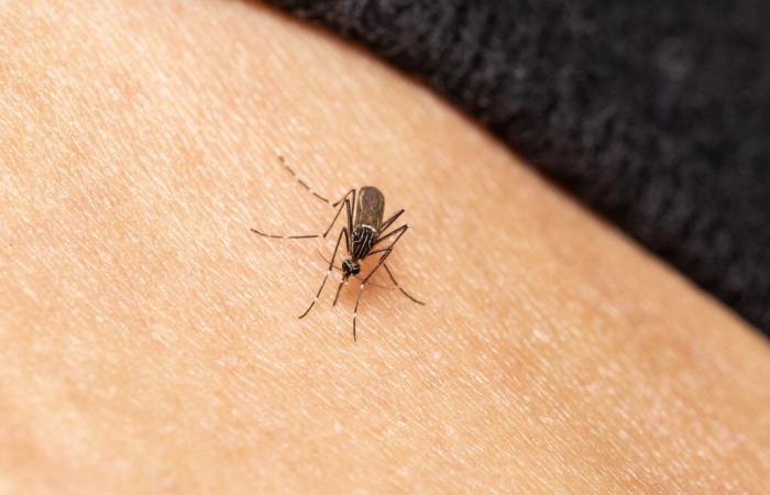 What if mosquitoes became allies during vaccination campaigns?