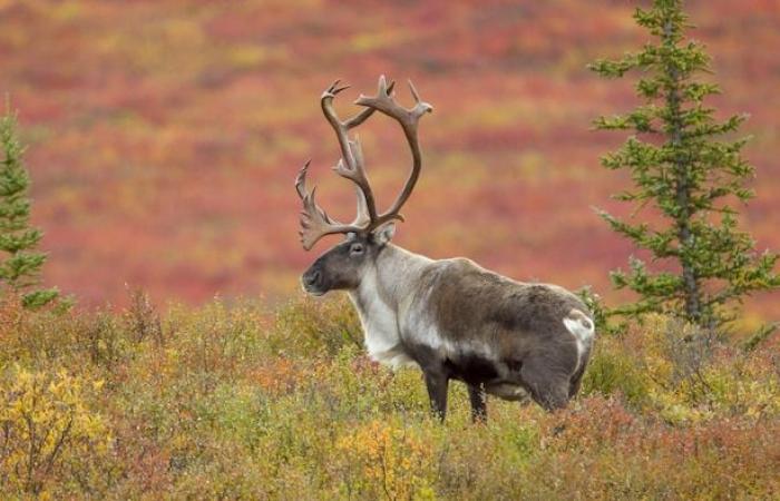 New forestry regime: Quebec’s secrecy and haste are disturbing