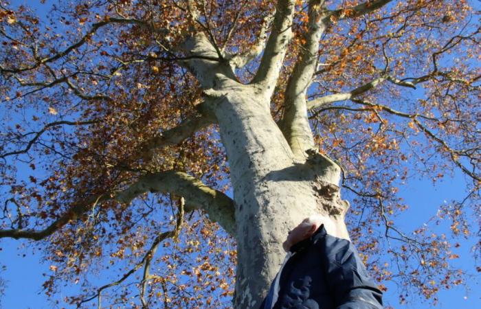 In Gironde, this 200-year-old plane tree can embrace an exceptional destiny