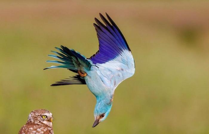 Golden-eyed tree frog, wandering badger… 25 sumptuous photos of wild animals