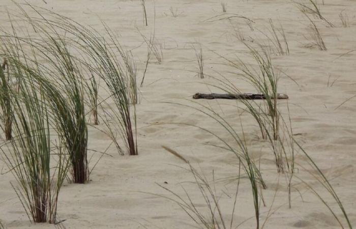 Gironde: engulfed by mud, a man narrowly saved by his neighbor: News