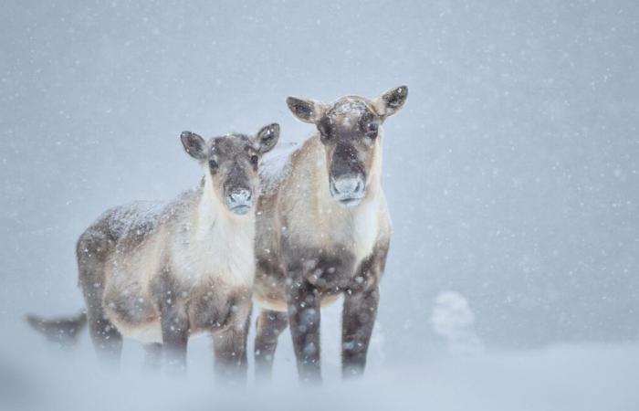 20 protected area projects rejected by the MRC of Haute-Gaspésie