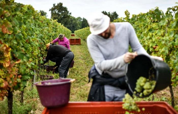 Economy. World wine production at lowest level in over 60 years