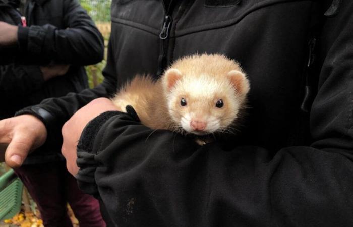 Ferrets will soon chase rats in this town of Seine-Saint-Denis