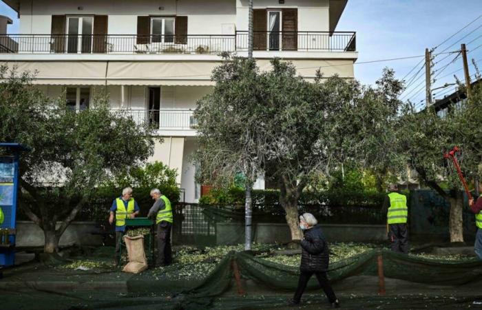 Athens: the olive harvest on the sidewalks is in full swing