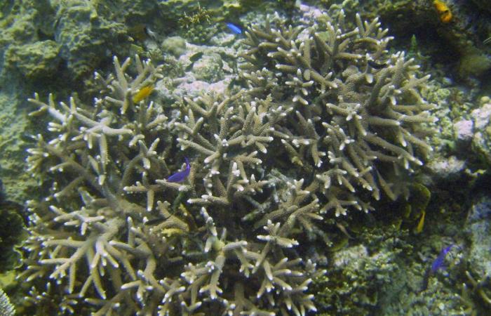 Global warming: corals struggle to adapt