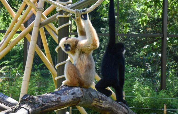 A demonstration for the closure of the Lyon zoo this Saturday