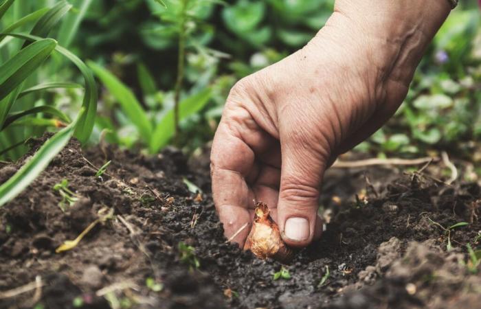 Plant your bulbs in the garden before it's too late!