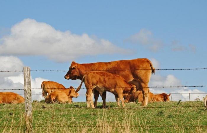 The Oupette cow will be the face of the next agricultural show