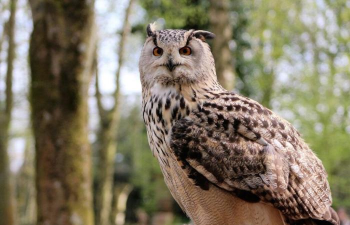 Gard: firefighters save an injured eagle owl – News – Gard – Firefighters – Grand Duc