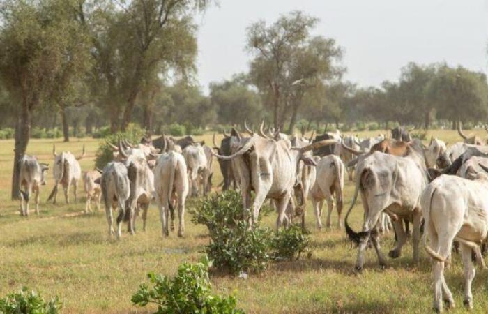 COP16 on desertification: agroecology and pastoralism to combat land degradation