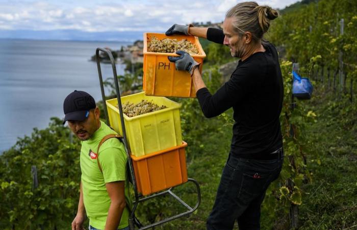 Harvest: world wine production at its lowest since 1961