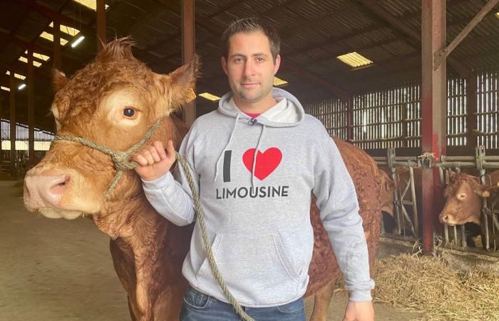 “We play music for her so she gets used to the noise” Oupette, 6 years old, Limousine muse of the agricultural show