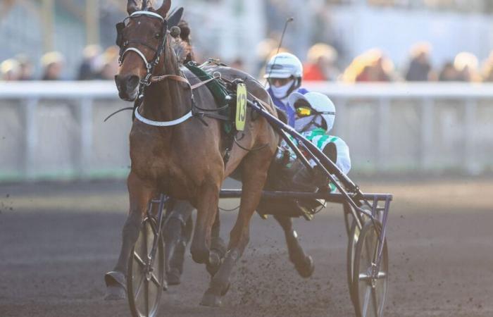 PMU – Arrival of the quinté on Saturday November 30 at Paris-Vincennes: Kash Lady does not miss her target