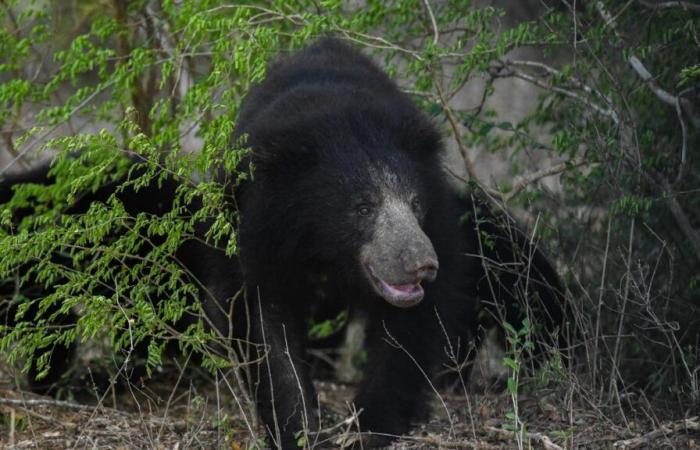 Death of a bear after a violent fight in Pairi Daiza: a trainer testifies