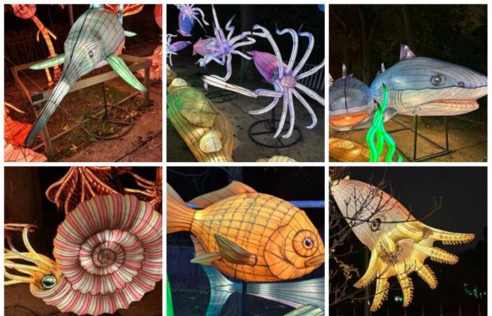 “Jurassic in the process of illumination” until January 19, 2025 at the Jardin des Plantes de Paris