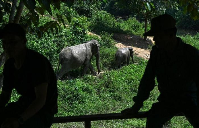 Analyzing the DNA of dung to save the last elephants in Laos – rts.ch