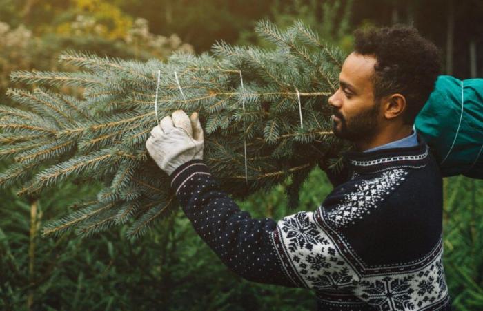 Buying your Christmas tree a month in advance is possible, but by following a few tips