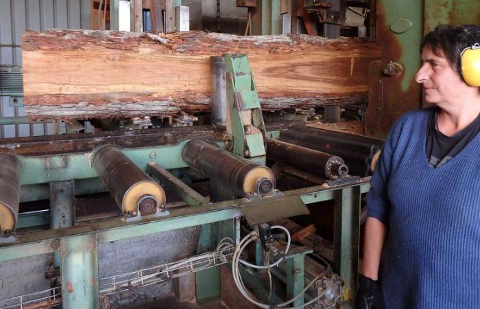 Notre-Dame-de-Paris: stonemasons, sculptors… these artisans from Occitanie took part in the titanic construction site of the cathedral