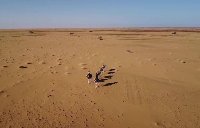 PORTRAIT. From Brittany to the Sahara, Odette du Puigaudeau, a little-known adventurer