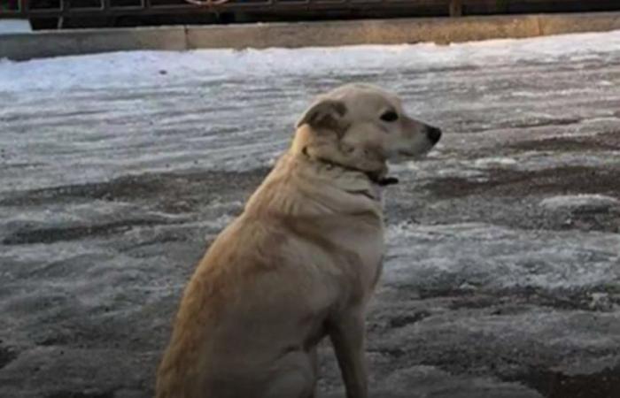 Russia: Belka, the dog waiting for her deceased master