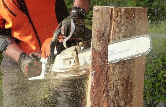 This Scheppach thermal chainsaw benefits from a Black Friday price that we didn't see coming